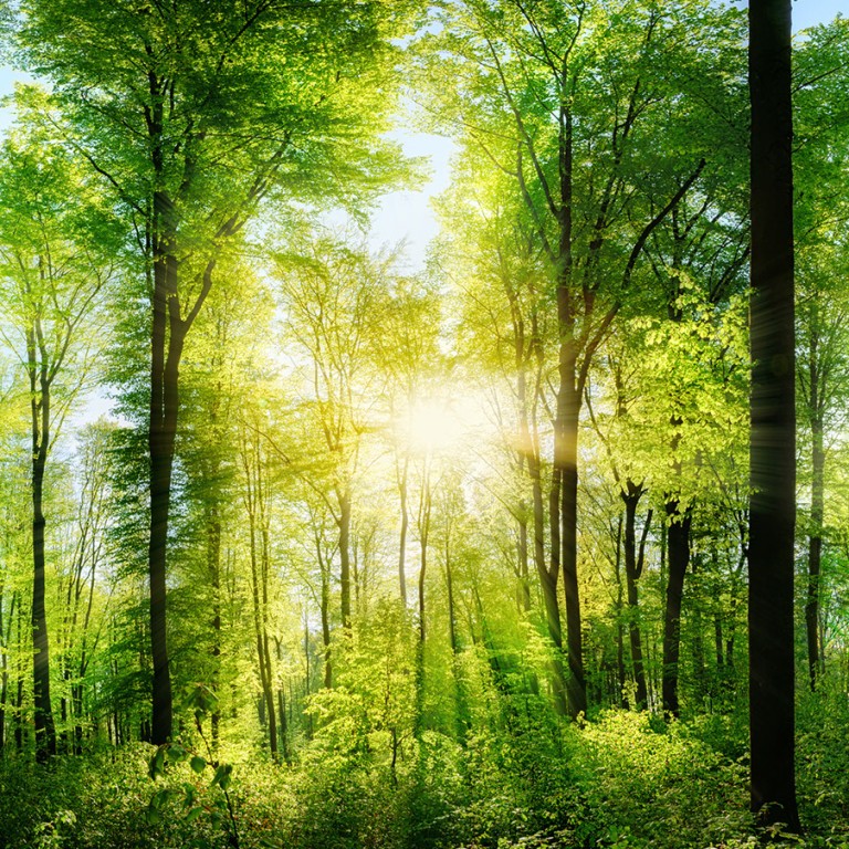 Zielony las liściasty i przebijające się promienie słońca 
